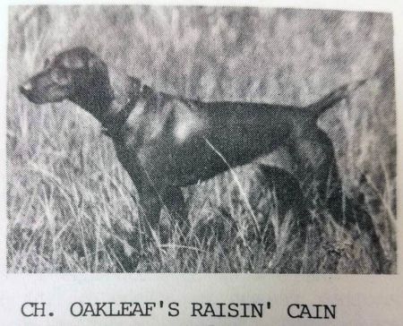 Image of Oakleaf's Raisin' Cain