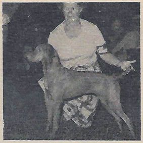 Image of Melto's Pippin Hercegno