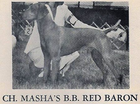 Image of Masha's BB Red Baron