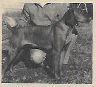 Image of Gina IV