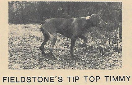 Image of Fieldstone's Tip Top Timmy