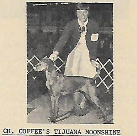 Image of Coffee's Tijuana Moonshine