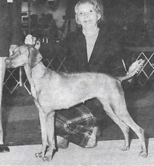 Image of Boshar Zsa Zsa Of Glenhill