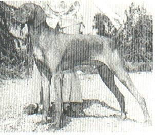 Image of Sandor Barat