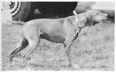 Image of Fieldway's Arlor Sams Ransom