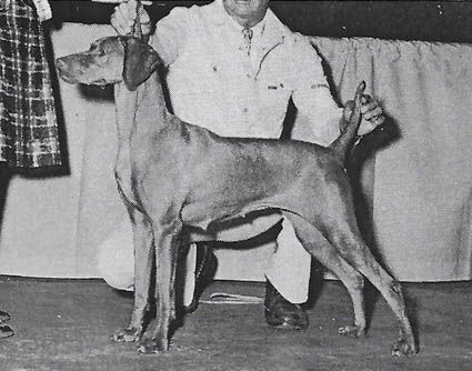 Image of El-Jo's Country Girl