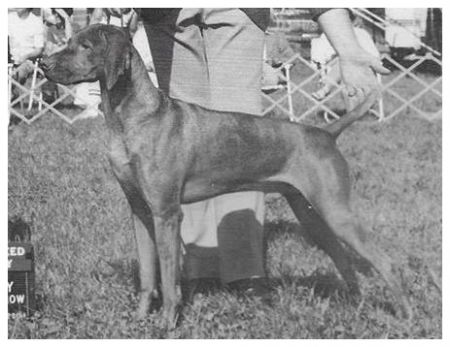 Image of Brance N Carob's Solo's Son