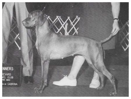 Image of Cariad's Penlee Kis Katalin