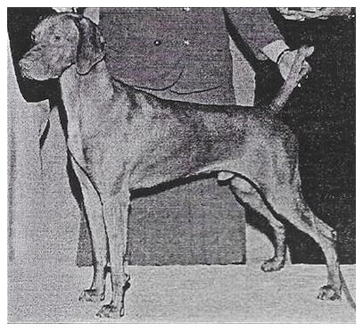 Image of Rebelrouser Preferred Stock