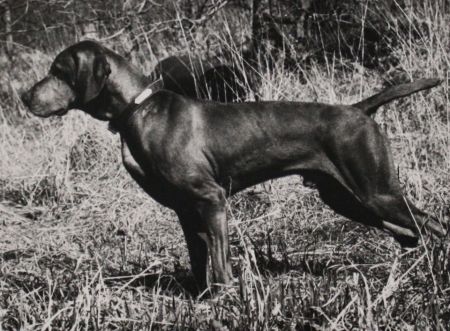 Image of Fieldstone's Hey Duke