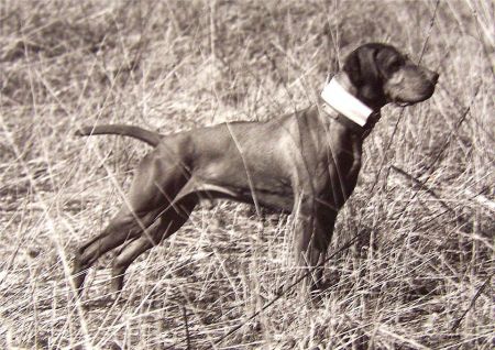 Image of Fieldstone's Tip Top Timmy