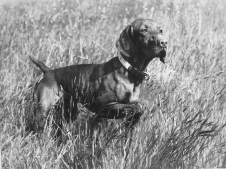 Image of Cariad's Kutya Kai Costa