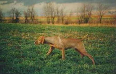 Image of Corky