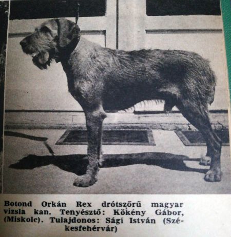 Image of Botond Orkán Rex