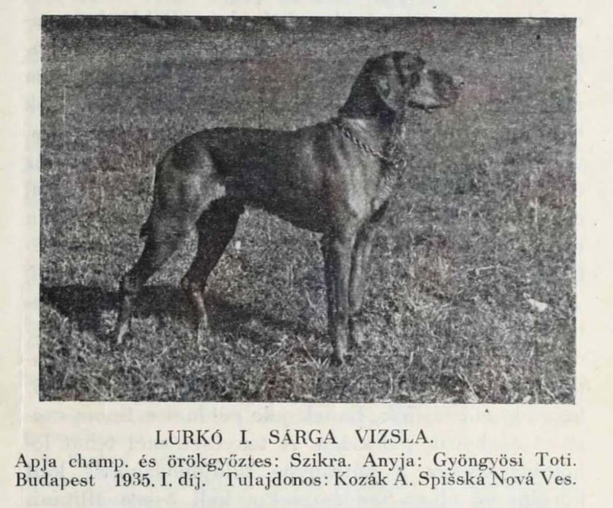 Image of Lurko