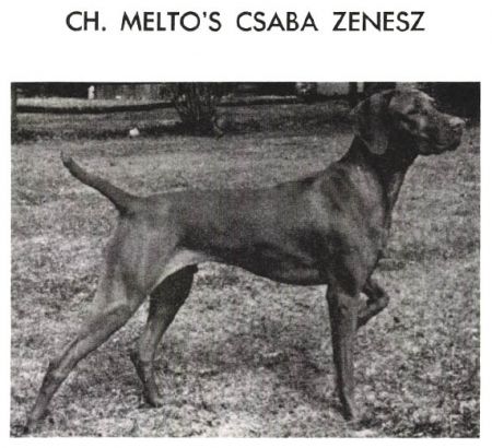 Image of Melto's Csaba Zenesz