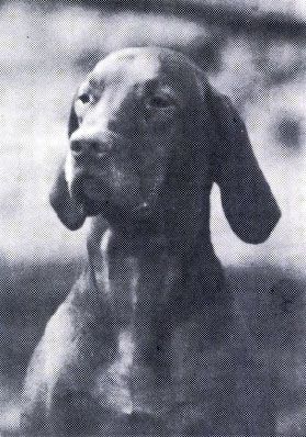Image of The Magician Of Melto