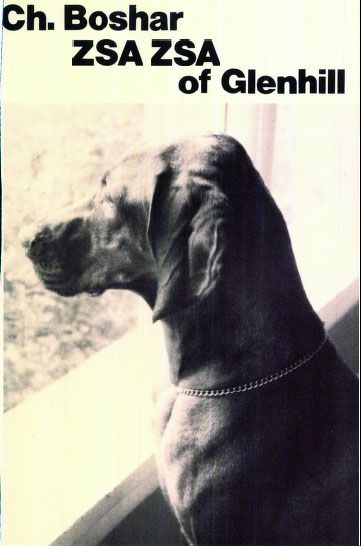 Image of Boshar Zsa Zsa Of Glenhill