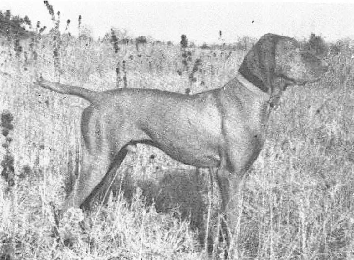Image of Weedy Creek Lobo