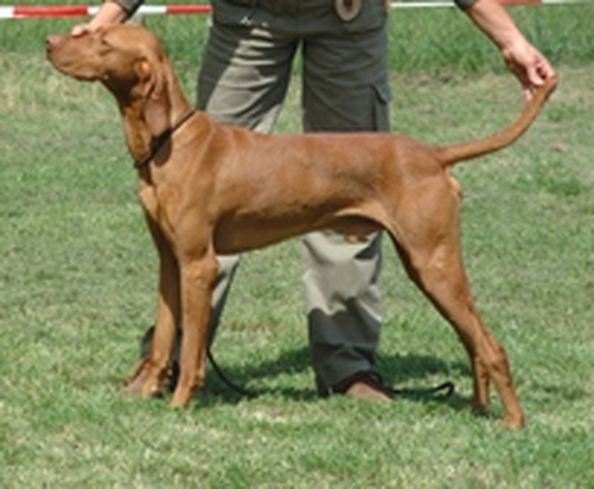 Image of Visnyei-Vadász Sátán