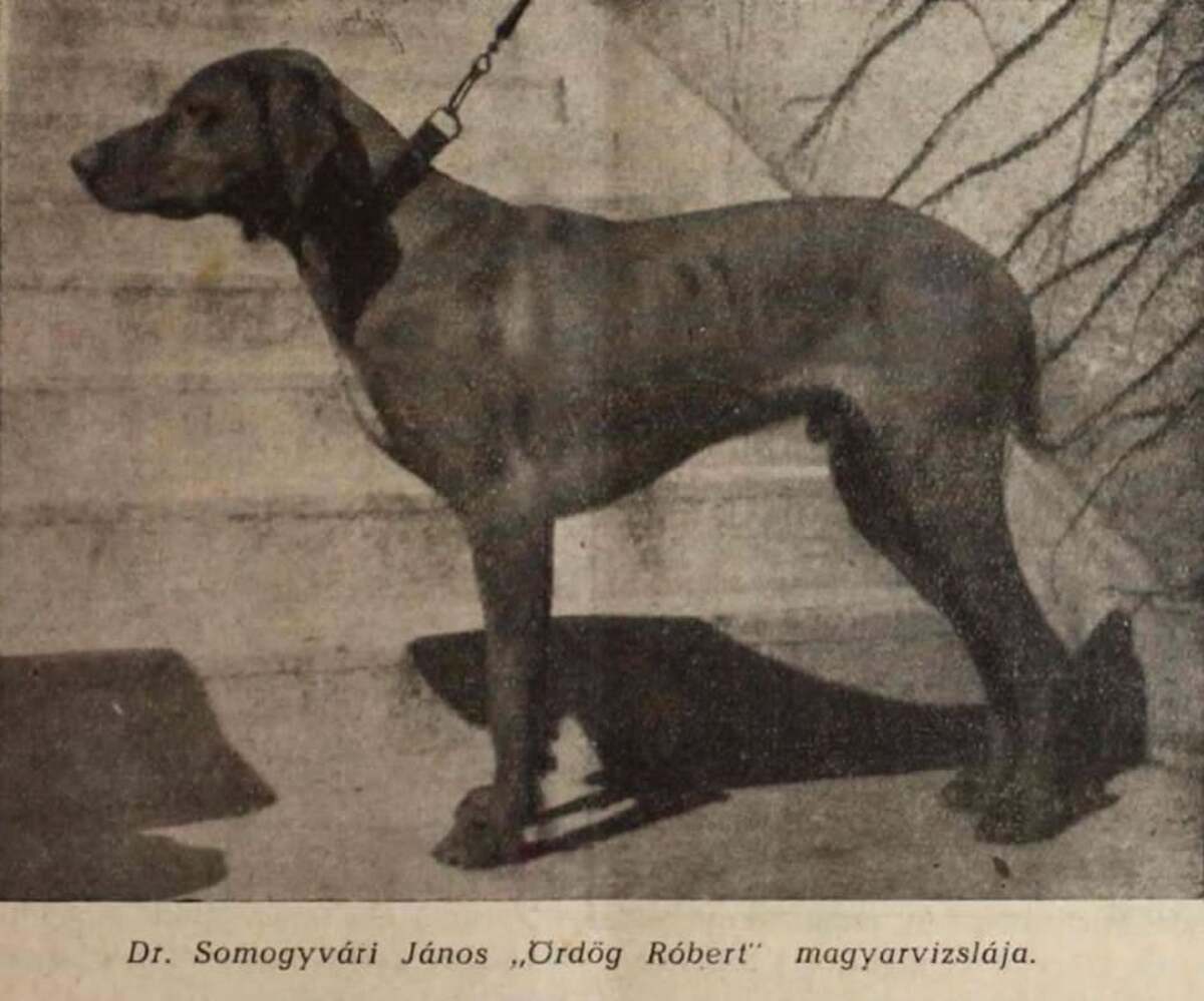 Image of Ördög Robert