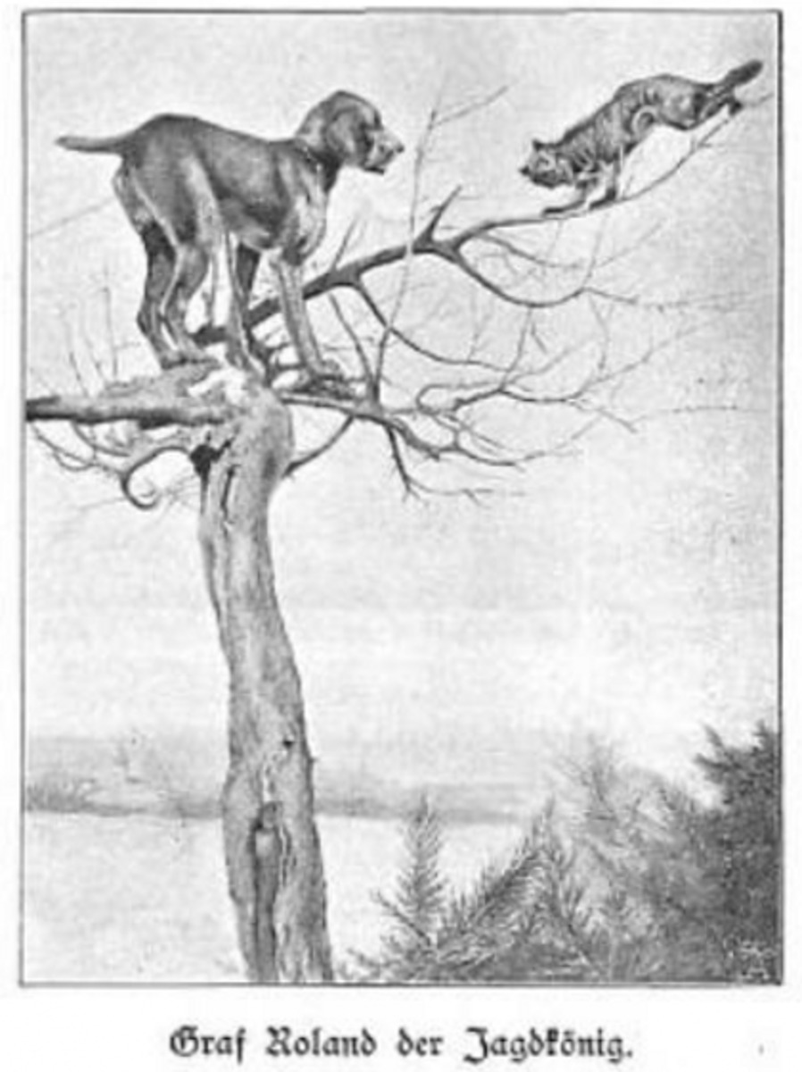 Image of Graf Roland der Jagdkönig (DSt)