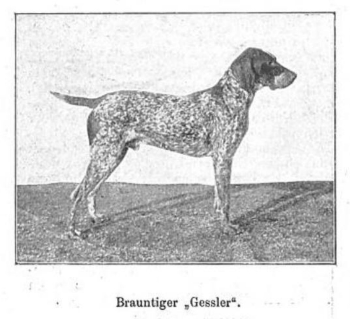 Image of Gessler (DK)