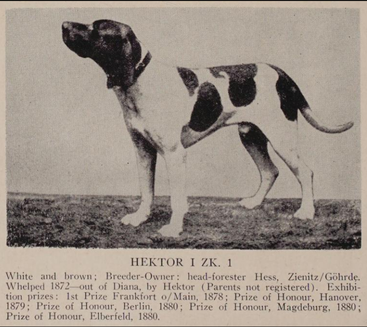 Image of Hector (ZK1) (DK)
