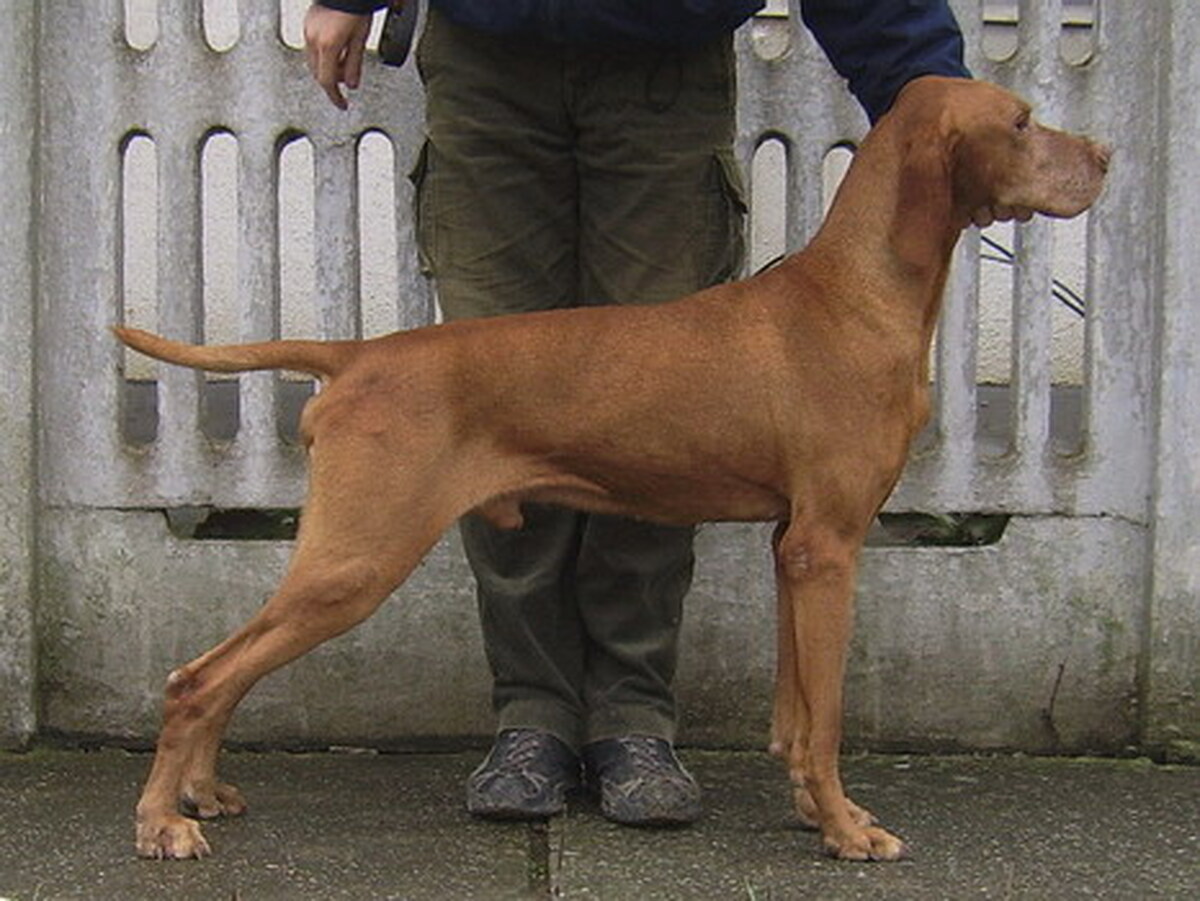 Image of Bédai Valley Hunter's Bugac