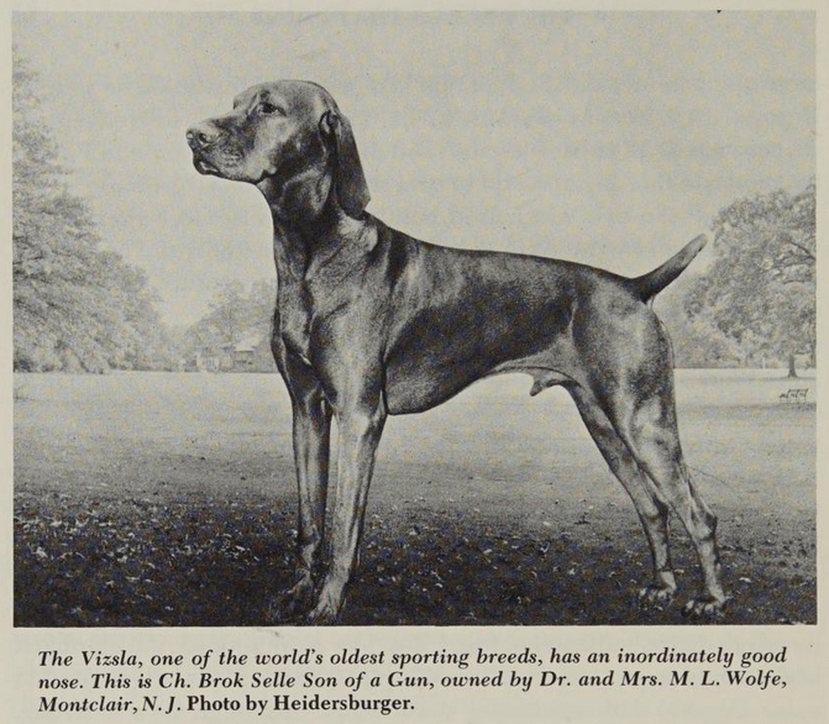 Image of Brok Selle Son of A Gun / Wolfe's Brok Selle