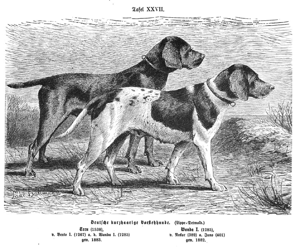 Image of Wanda (DHStB 1285) (DK)