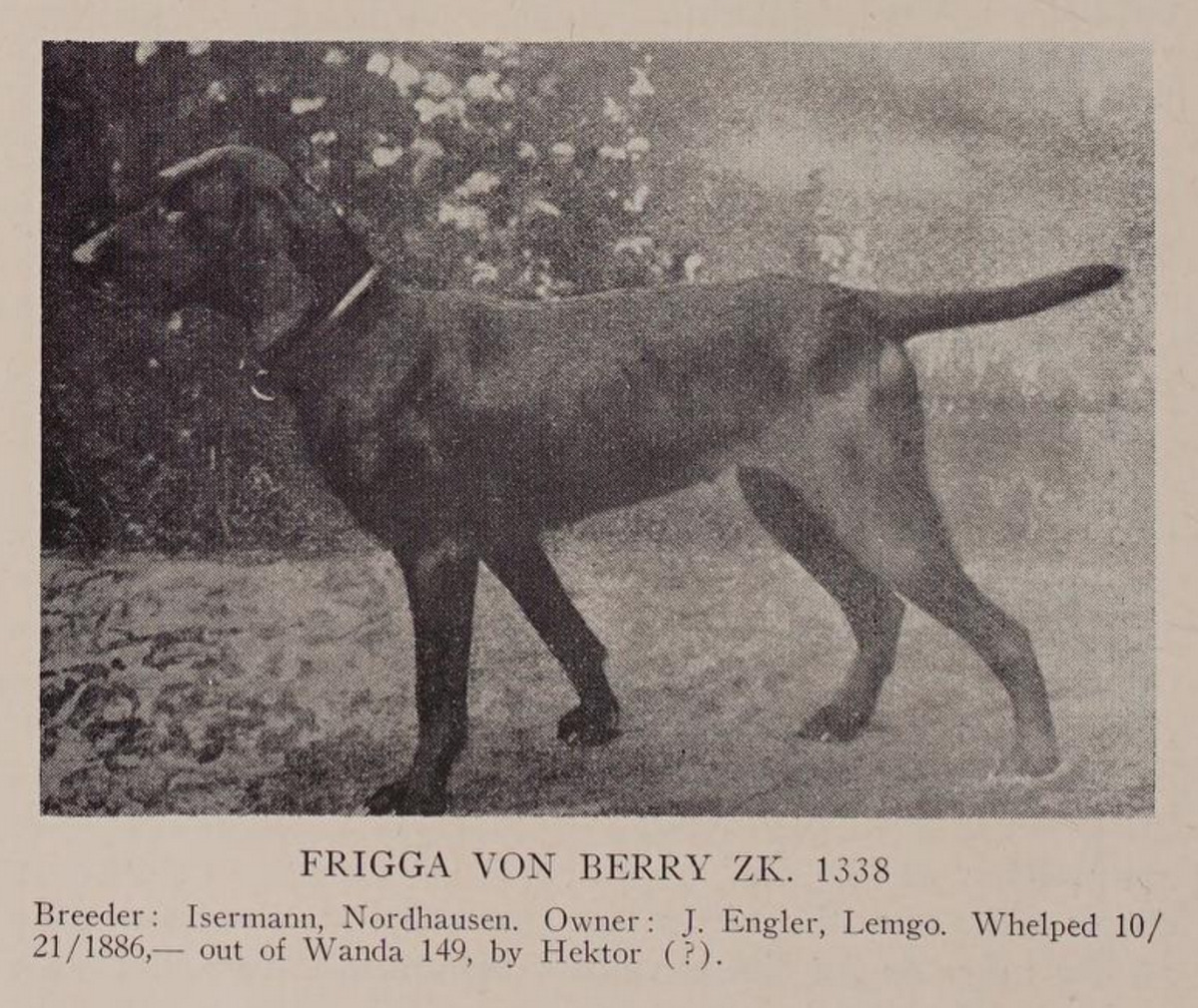 Image of Frigga vom Berry (Irish Setter x)