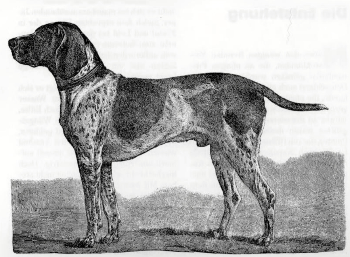Image of Hector IV (DK)