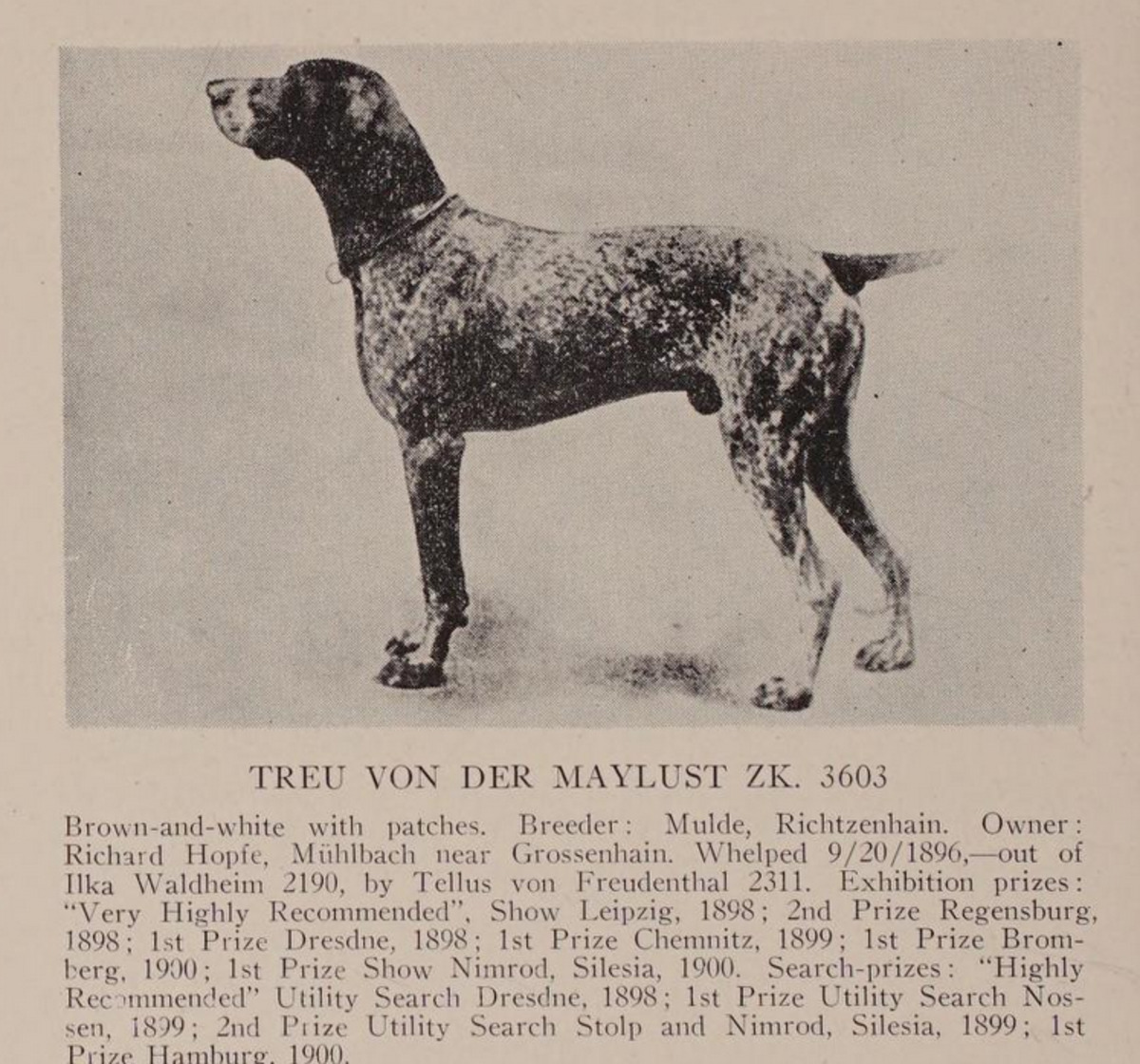 Image of Treu von der Maylust (DK)