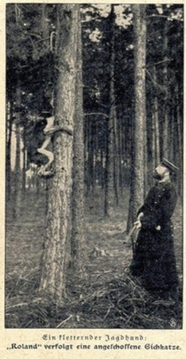 Image of Graf Roland der Jagdkönig (DSt)