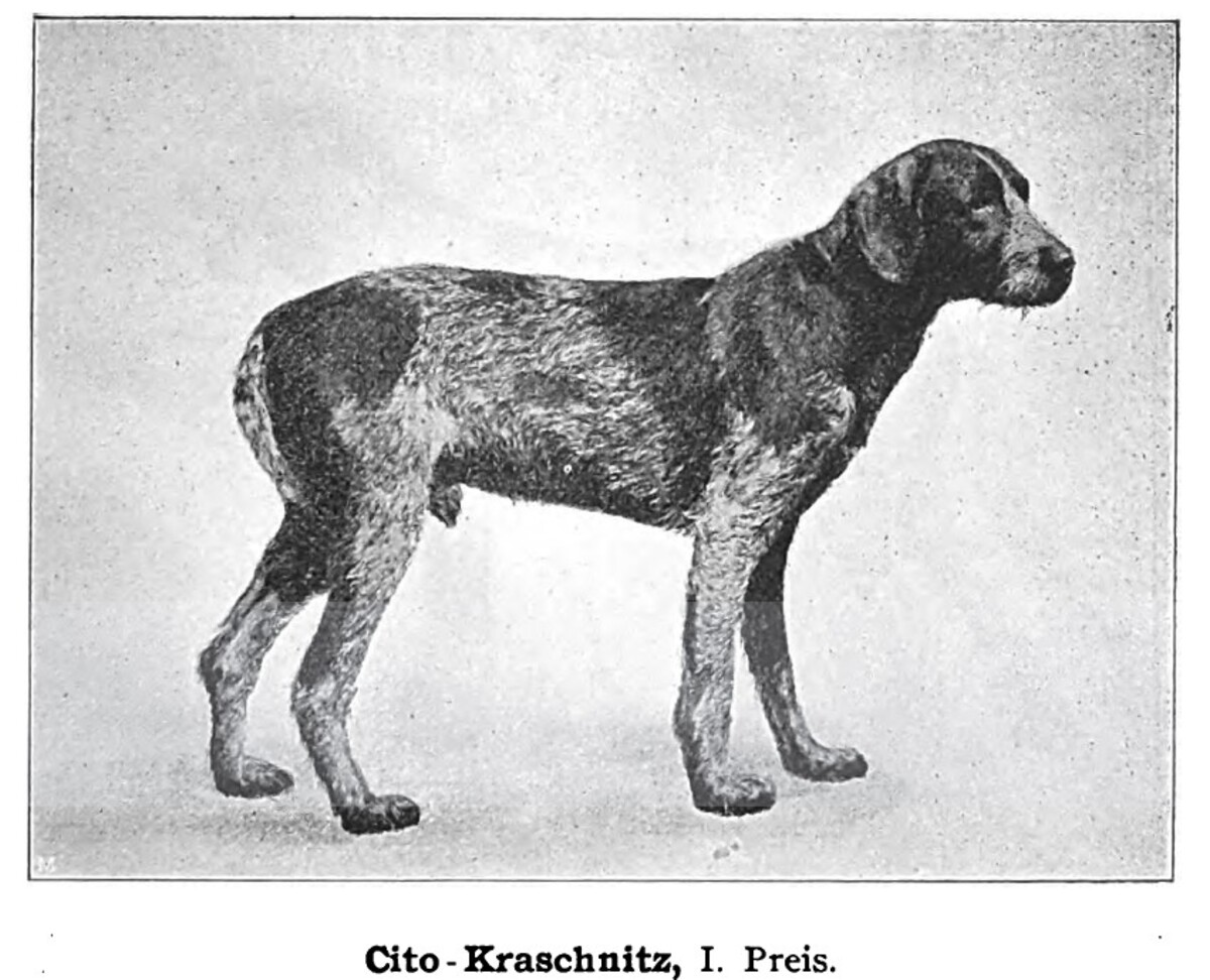 Image of Cito Kraschnitz (DSt)