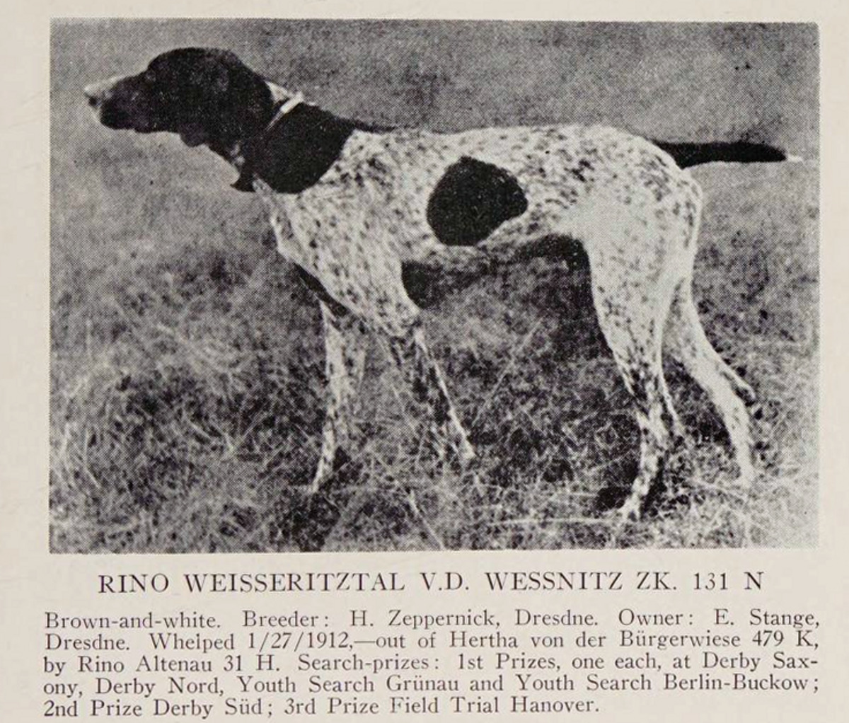 Image of Rino Weisseritzal von der Wessnitz (DK)
