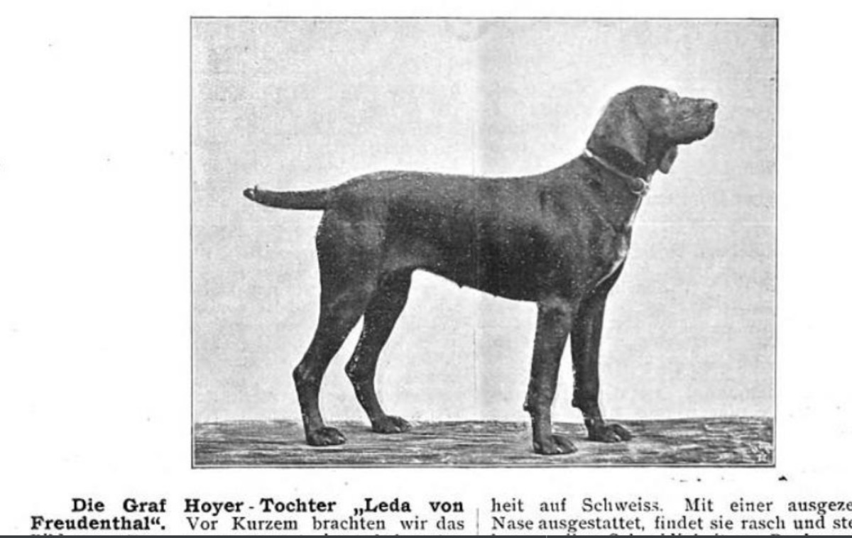 Image of Leda von Freudenthal (DK)