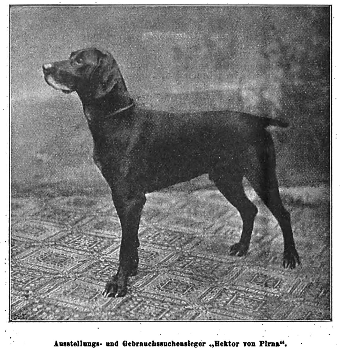 Image of Hector von Pirna (DK)