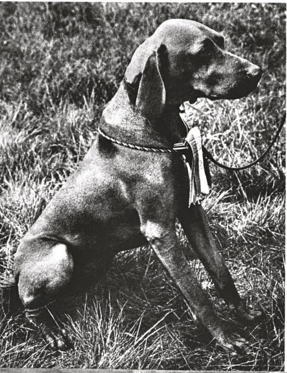 Image of Hubertus Cseles