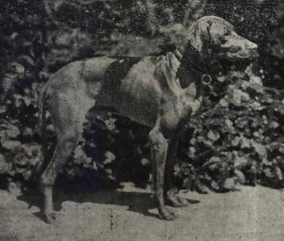 Image of Vegvari Betyar IV