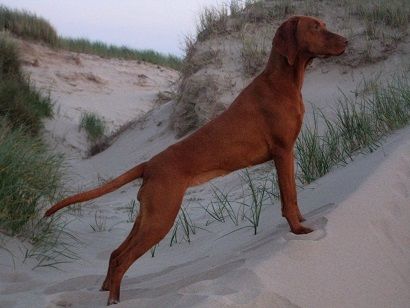 Image of Ima Moja Vizsla