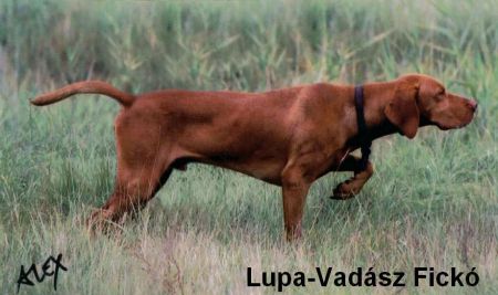 Image of Luppa-Vadász Fickó