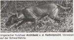 Thumbnail of Archibald Oroszlan von der Kettnitzmühl