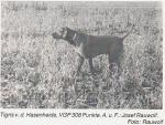 Thumbnail of Tigris von der Hasenheide