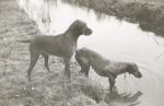 Thumbnail of Borvidéki Nimród