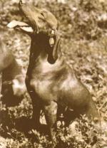 Thumbnail of Arokparti Dama