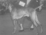 Thumbnail of Valleyhunter Special Envoy