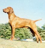 Thumbnail of Russetmantle Troy