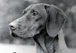 Thumbnail of Galfrid Fergus